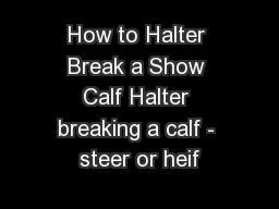 How to Halter Break a Show Calf Halter breaking a calf - steer or heif