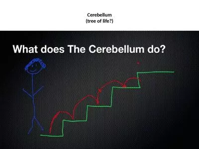 Cerebellum (tree of life?)