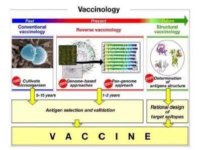 DNA Vaccines •  Still in the experimental stages, these vaccines show