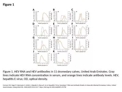 Figure 1 Figure 1. HEV RNA and HEV antibodies in 11 dromedary calves, United Arab Emirates.