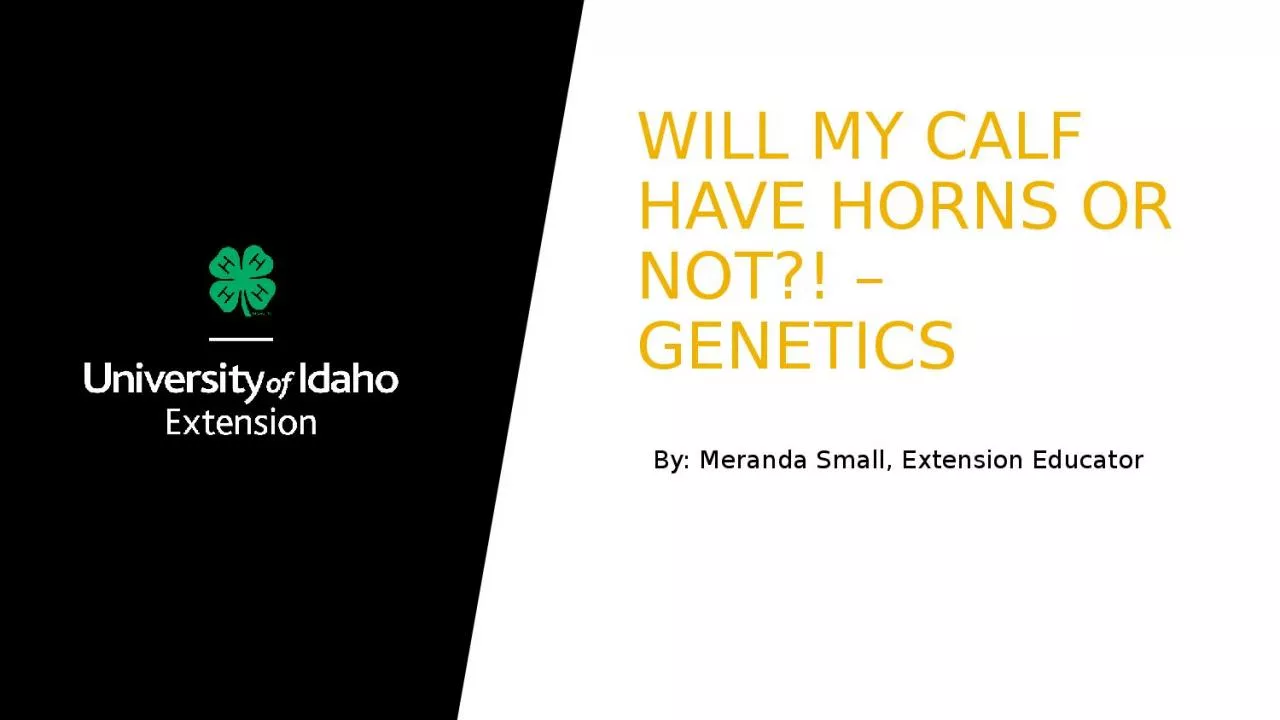 Will my calf have horns or not?! – genetics