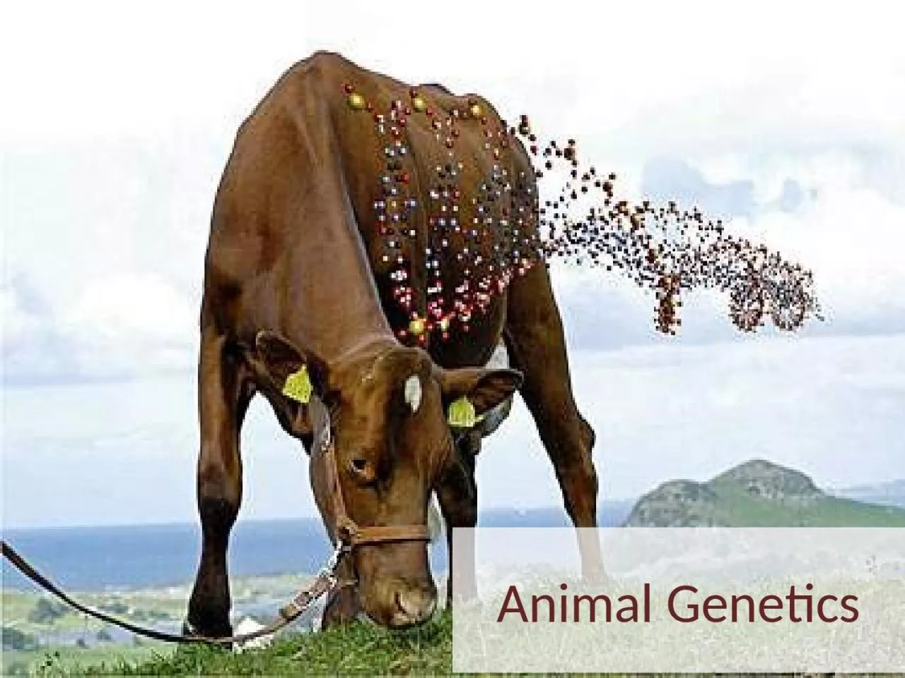 PPT-Animal Genetics Genetics