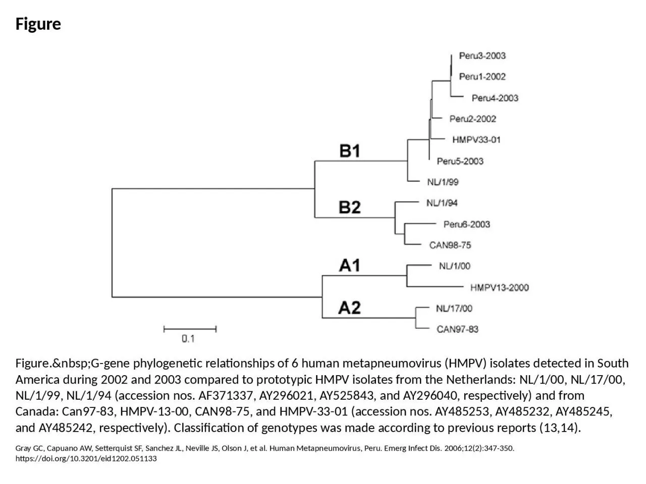 PPT-Figure Figure.&nbsp;G-gene phylogenetic relationships of 6 human metapneumovirus (HMPV)