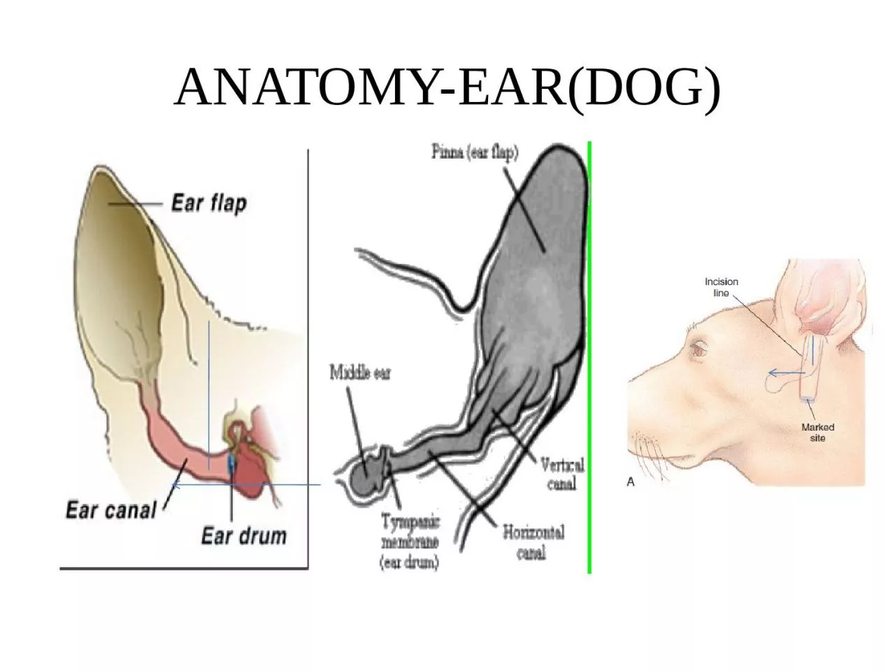 ANATOMY-EAR(DOG) Types Of Ear Affections