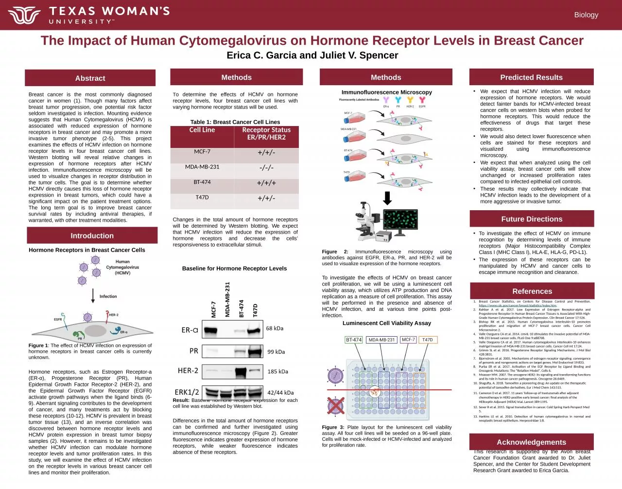 PPT-T o determine the effects of HCMV on hormone receptor levels, four breast cancer cell