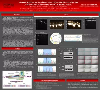 Genomic Engineering: Developing doxycycline-inducible CRISPR-Cas9 stable cell lines to