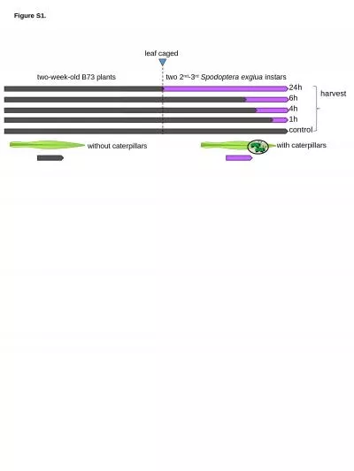 Figure S1.  control with caterpillars