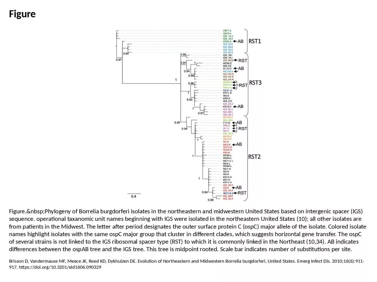 PPT-Figure Figure.&nbsp;Phylogeny of Borrelia burgdorferi isolates in the northeastern