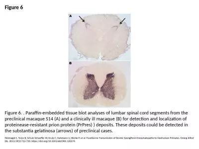 Figure 6 Figure 6. . Paraffin-embedded tissue blot analyses of lumbar spinal cord segments