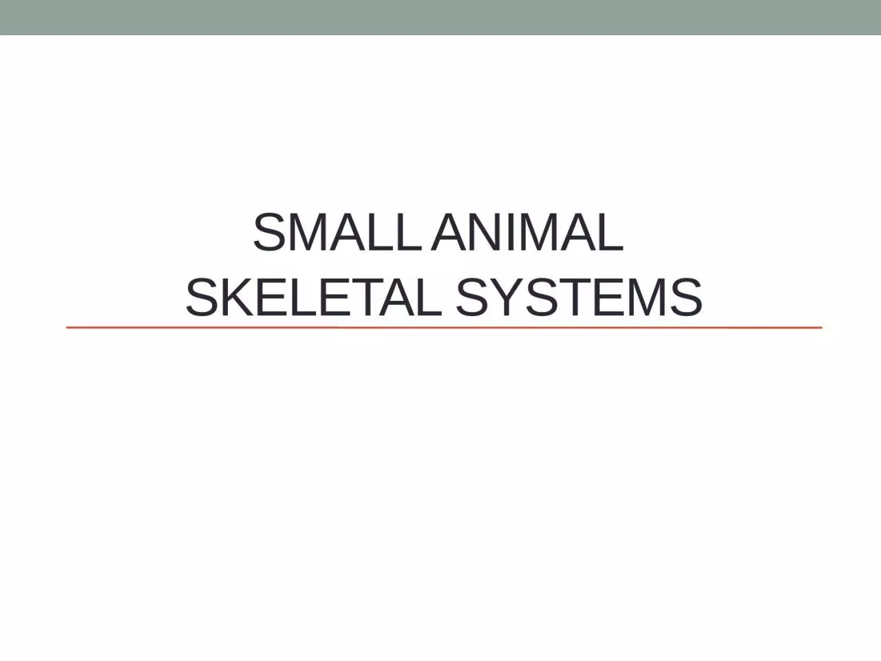 PPT-Small Animal Skeletal Systems