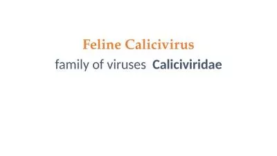 Feline  Calicivirus family