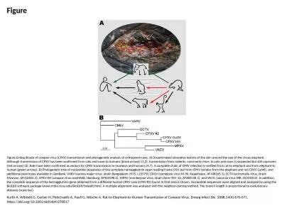 Figure Figure.&nbsp;Route of cowpox virus (CPXV) transmission and phylogenetic analysis of orth