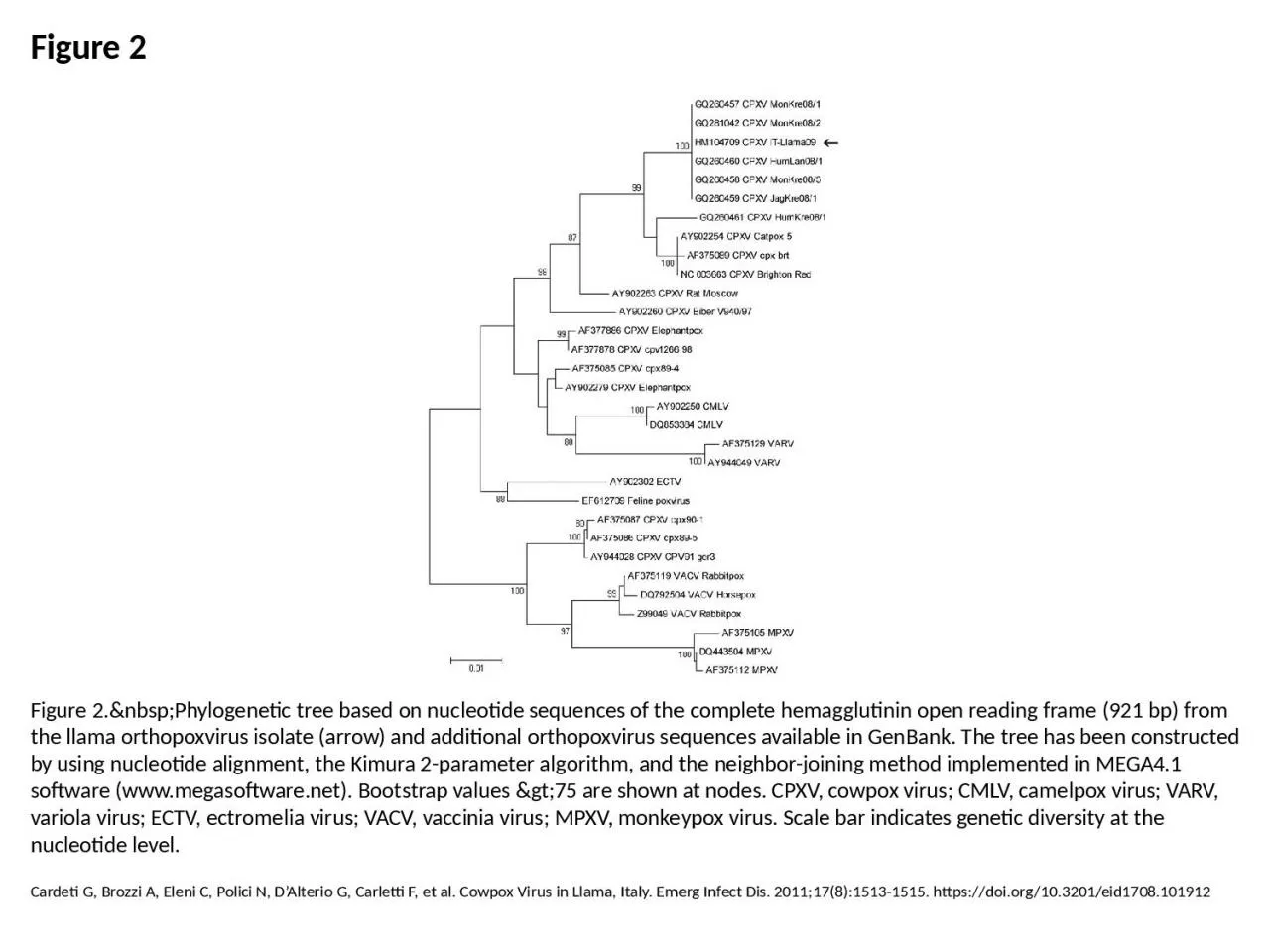 PPT-Figure 2 Figure 2.&nbsp;Phylogenetic tree based on nucleotide sequences of the complete