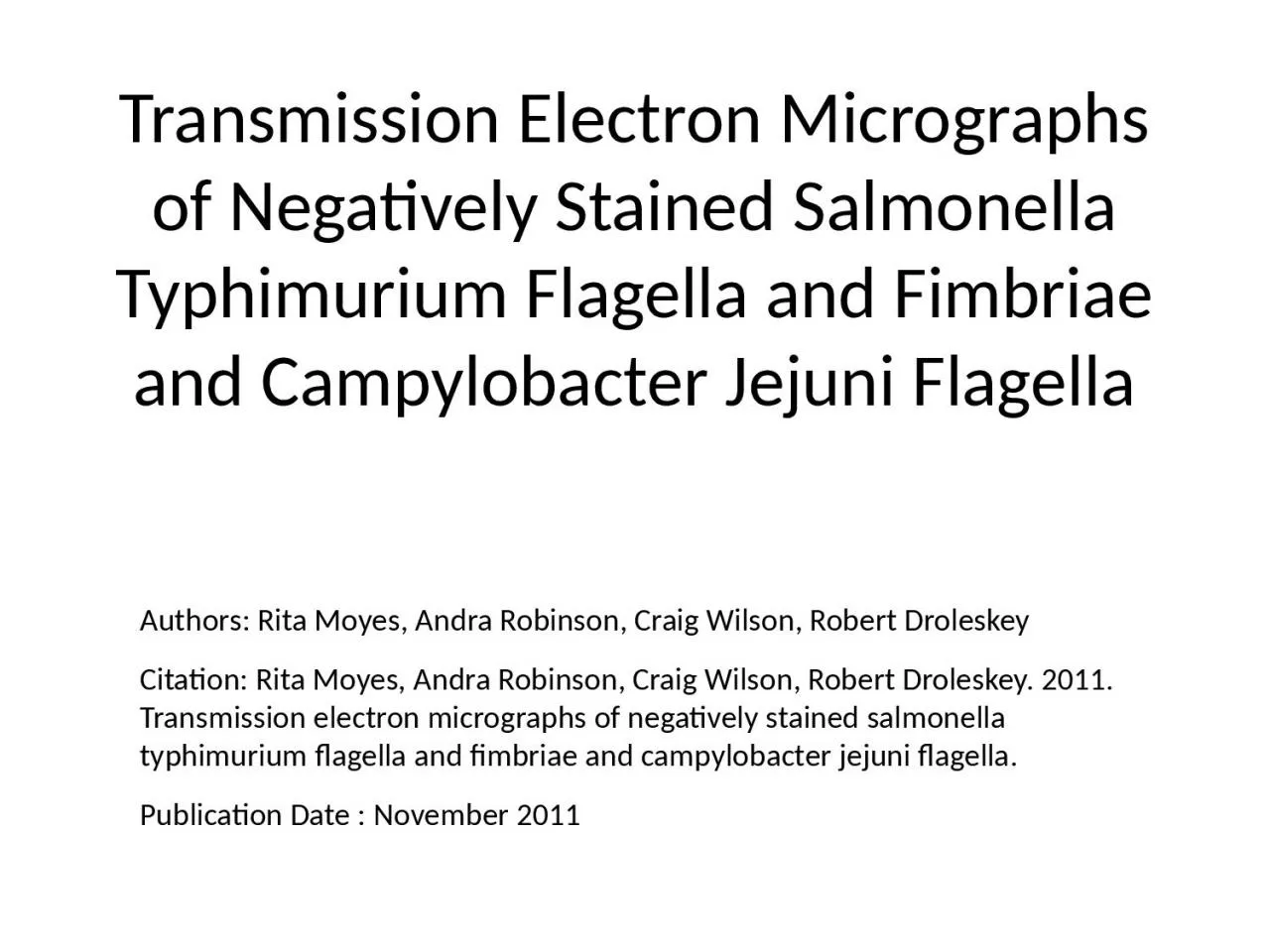 Transmission Electron Micrographs of Negatively Stained Salmonella Typhimurium Flagella