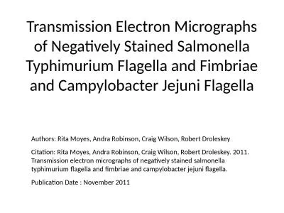 Transmission Electron Micrographs of Negatively Stained Salmonella Typhimurium Flagella