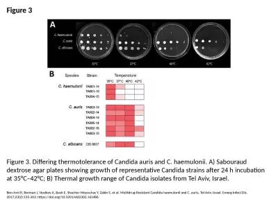 Figure 3 Figure 3. Differing thermotolerance of Candida auris and C. haemulonii. A) Sabouraud dextr